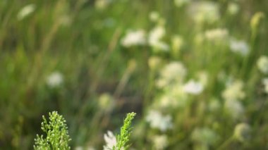 Çimlere yakın çekim. Yazın erken saatlerinde çayırda. Güneşteki çiy tanesi.