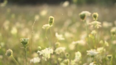 Çimlere yakın çekim. Yazın erken saatlerinde çayırda. Güneşteki çiy tanesi.