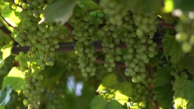 Üzüm dalında yeşil yapraklar olan bir dal. Şarap yapmak için organik tatlı meyve