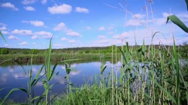 Sabahın erken saatlerinde ormanın yakınındaki nehirde. 