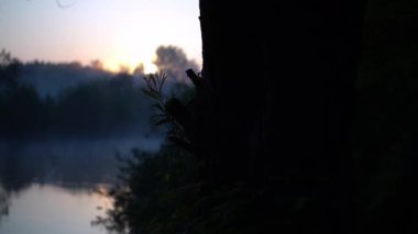 Orman nehri yaz manzarası. Bahar Çayırı Gölü