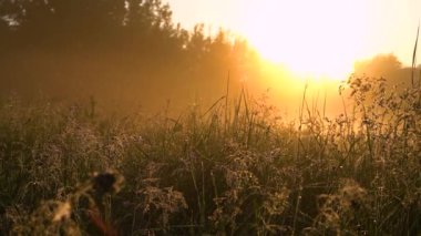 Sarı gün ışığında yaz sabahı. Güneşin doğuşuyla güzel bir manzara. 