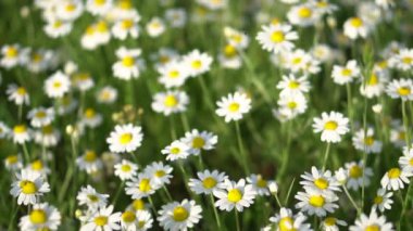 Green grass and daisies in nature. Floral background of white flowers on a summer meadow.