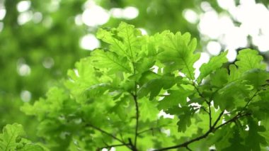Yeşil dala yakın çekim. Yazın güzel doğa.