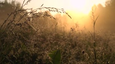 Summer morning in yellow sunlight. Close-up footage with grass at dawn.
