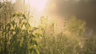 Sarı gün ışığında yaz sabahı. Şafak vakti çimlerle yakın çekim.