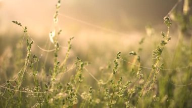 Sarı gün ışığında yaz sabahı. Şafak vakti çimlerle yakın çekim.