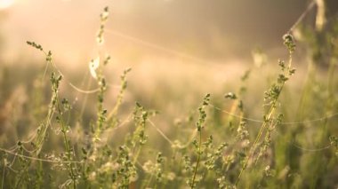 Sarı gün ışığında yaz sabahı. Şafak vakti çimlerle yakın çekim.