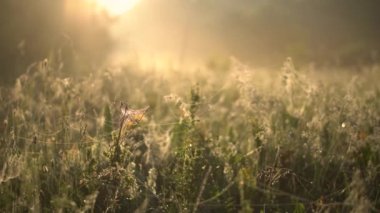Sarı gün ışığında yaz sabahı. Şafak vakti çimlerle yakın çekim.