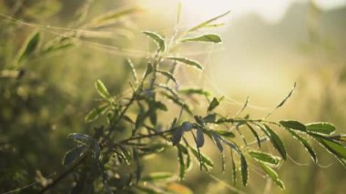 Closeup nature view of green leaves on blurred greenery background in garden with copy space using as background natural green plants landscape, ecology, fresh wallpaper concept. spring tree on blue sky