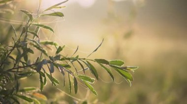 Closeup nature view of green leaves on blurred greenery background in garden with copy space using as background natural green plants landscape, ecology, fresh wallpaper concept. spring tree on blue sky