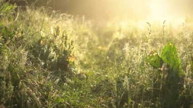Sarı gün ışığında yaz sabahı. Şafak vakti çimlerle yakın çekim.