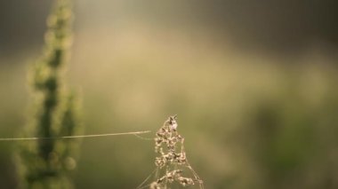 Summer morning in yellow sunlight. Close-up footage with grass at dawn.