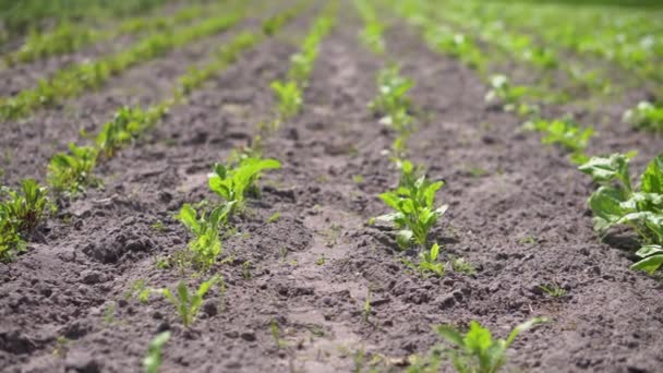Grünes Feld Mit Mais Reihen Junger Gekeimter Pflanzen Die Agrarindustrie — Stockvideo