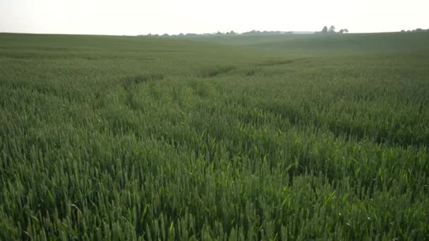 Green Wheat Field Agricultural Industry Beautiful Rural Landscape — Video