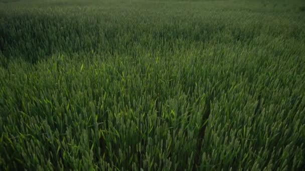 Green Wheat Field Agricultural Industry Beautiful Rural Landscape — Vídeo de stock