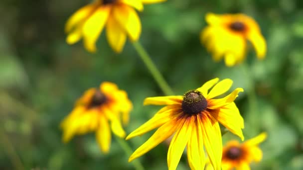 Yellow Rudbeckia Close Botanical Garden Beautiful Background Bright Colors — Αρχείο Βίντεο