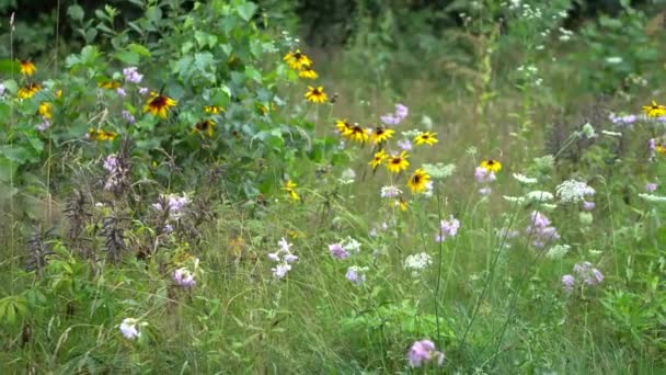 Yellow Rudbeckia Close Botanical Garden Beautiful Background Bright Colors — Vídeo de Stock