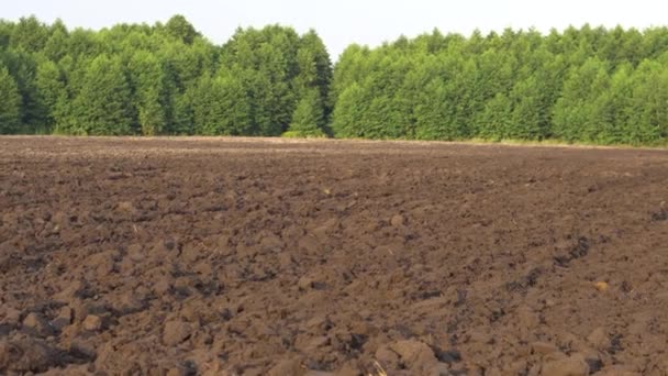 Plowed Jordbruksmark För Sådd Processen Att Förbereda Jorden Innan Plantering — Stockvideo