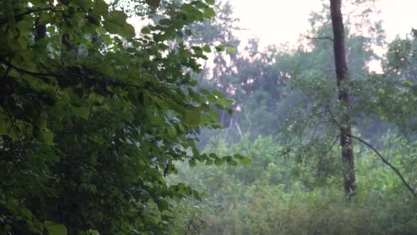 Primer Plano Rama Verde Hermosa Naturaleza Verano — Vídeos de Stock