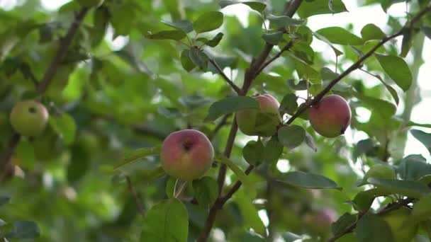 Tree Green Red Apples Garden — Stockvideo