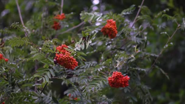 Red Juicy Viburnum Berries Branch Close — Stockvideo