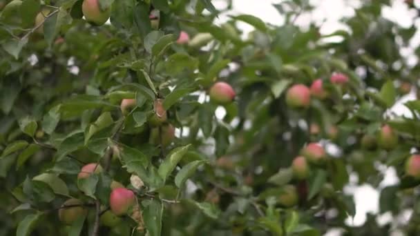 Tree Green Red Apples Garden — Stockvideo