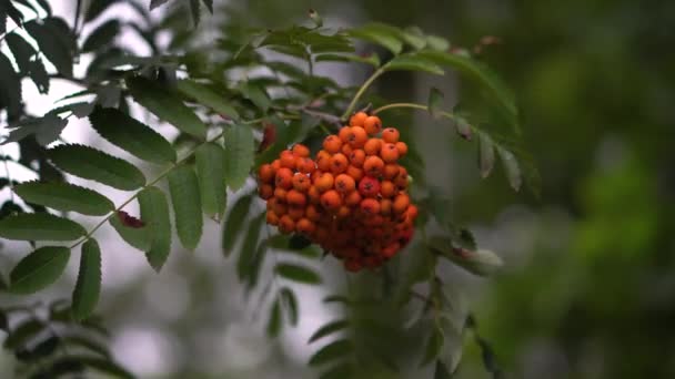 Red Juicy Viburnum Berries Branch Close — Stock video