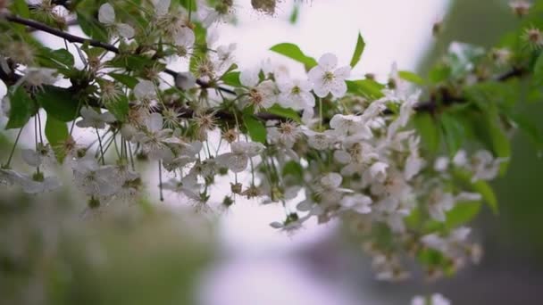 Όμορφο Ανθισμένο Δέντρο Την Άνοιξη Λουλούδια Τον Απρίλιο Στον Ήλιο — Αρχείο Βίντεο