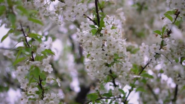 Hermoso Árbol Floreciente Primavera Flores Abril Tiempo Sol Fondo Reserva — Vídeos de Stock