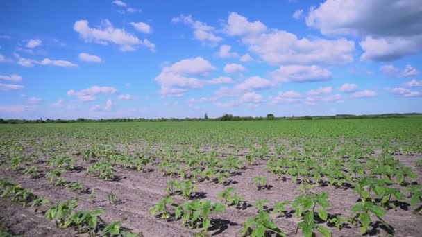 Campo Verde Con Maíz Filas Plantas Jóvenes Germinadas Industria Agrícola — Vídeo de stock