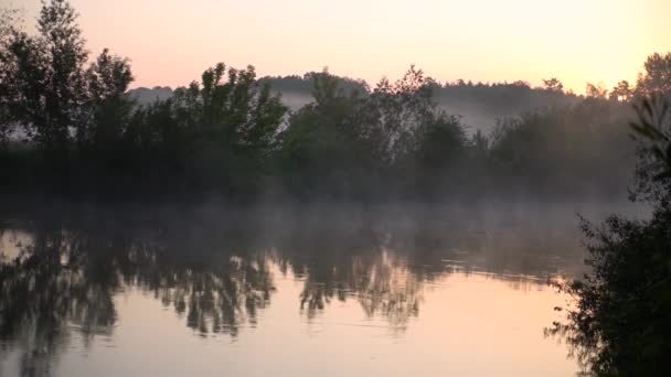 Forest River Summer Landscape Spring Meadow Field Lake — Αρχείο Βίντεο