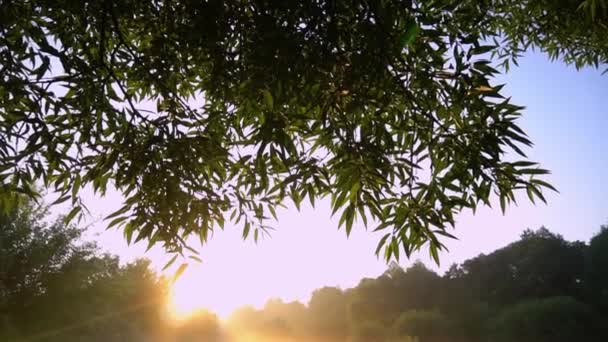 Summer Morning Yellow Sunlight Beautiful Landscape Sunrise — Vídeo de Stock