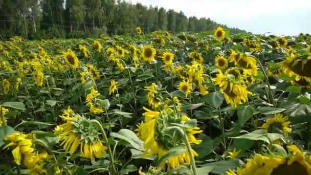 Sunflowers Field Summer Sunny Day Agriculture Farming Europe Food Industry — Stockvideo
