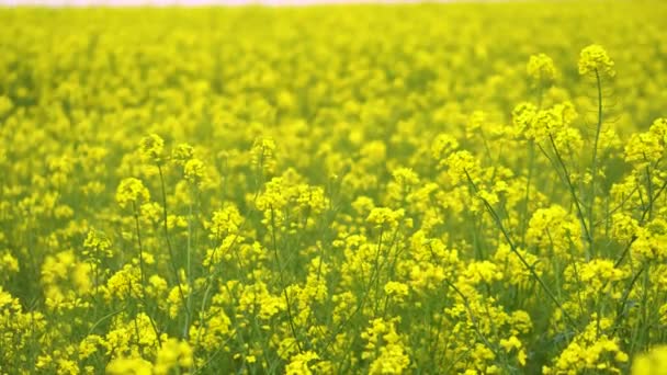 Flowering Field Rapeseed Landscape Footage Bright Yellow Flowers — Αρχείο Βίντεο