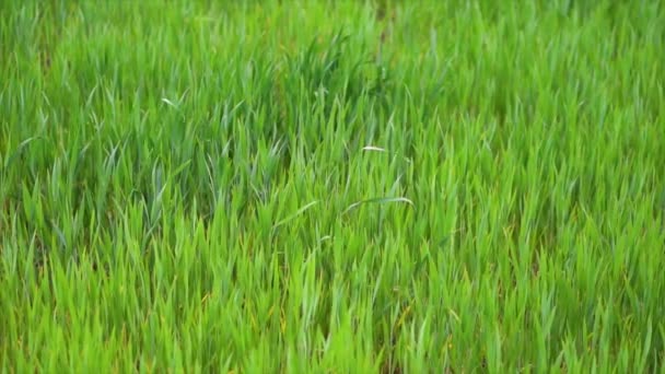 Green Grass Close Background River Rural Landscape Summer — Vídeo de stock