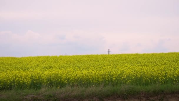 Flowering Field Rapeseed Landscape Footage Bright Yellow Flowers — Αρχείο Βίντεο