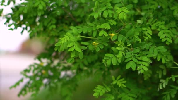 Крупним Планом Вид Природу Зеленого Листя Розмитому Зеленому Тлі Саду — стокове відео