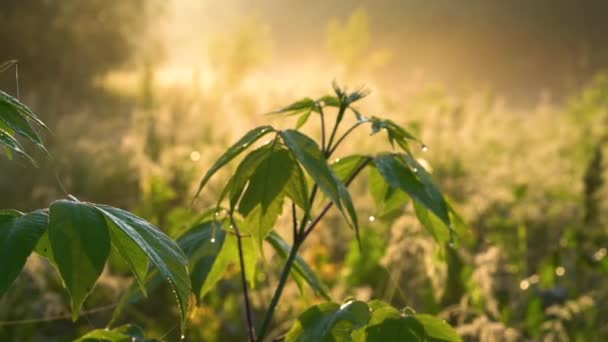 Closeup Nature View Green Leaves Blurred Greenery Background Garden Copy — Wideo stockowe