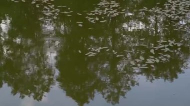 Orman nehri yaz manzarası. Bahar Çayırı Gölü