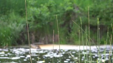 Orman nehri yaz manzarası. Bahar Çayırı Gölü
