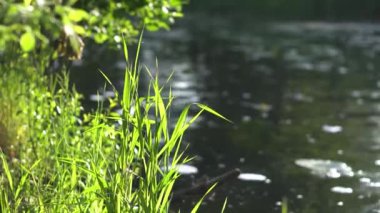 Forest river summer landscape. Spring meadow field Lake