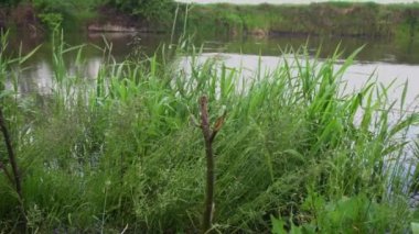 Orman nehri yaz manzarası. Bahar Çayırı Gölü