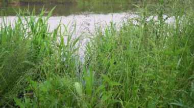 Orman nehri yaz manzarası. Bahar Çayırı Gölü
