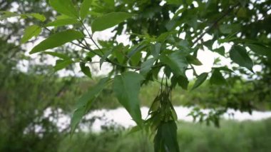 Closeup nature view of green leaves on blurred greenery background in garden with copy space using as background natural green plants landscape, ecology, fresh wallpaper concept. spring tree on blue sky