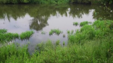 Orman nehri yaz manzarası. Bahar Çayırı Gölü