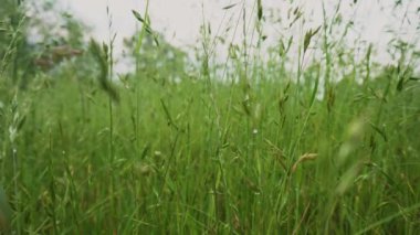 Grass close-up. Early summer morning in the meadow. Dew in the sun