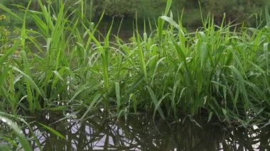 Orman nehri yaz manzarası. Bahar Çayırı Gölü