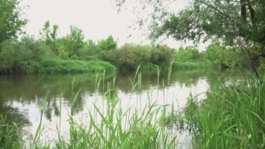 Orman nehri yaz manzarası. Bahar Çayırı Gölü