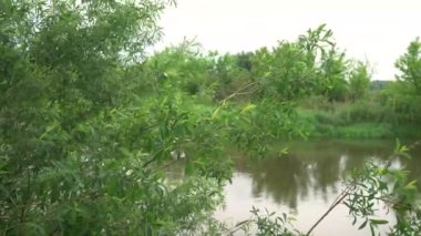 Orman nehri yaz manzarası. Bahar Çayırı Gölü